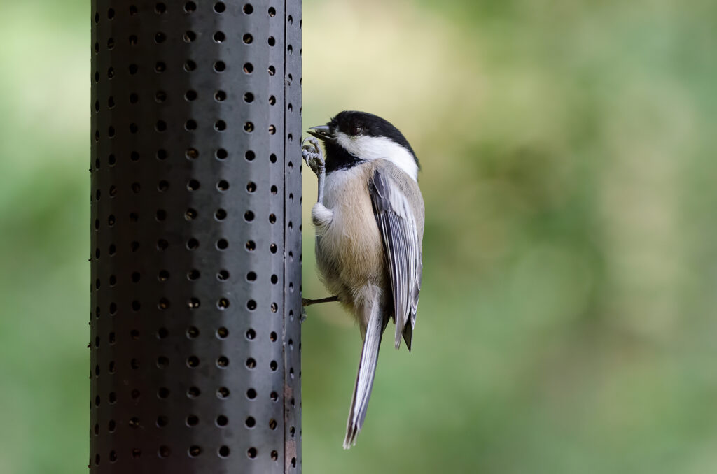 backyard bird feeders
