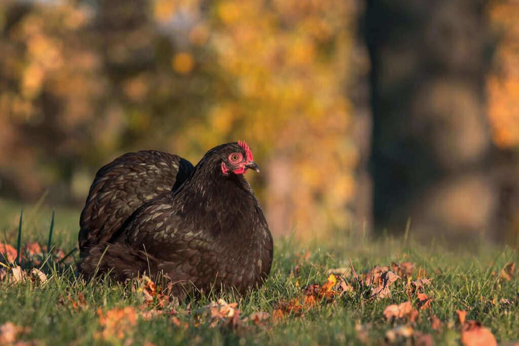 poultry breeding goals