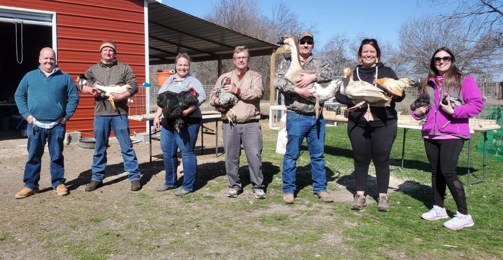 become a good poultry breeder