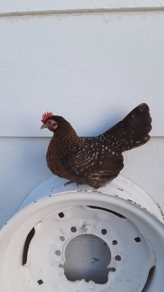 washing dark chickens