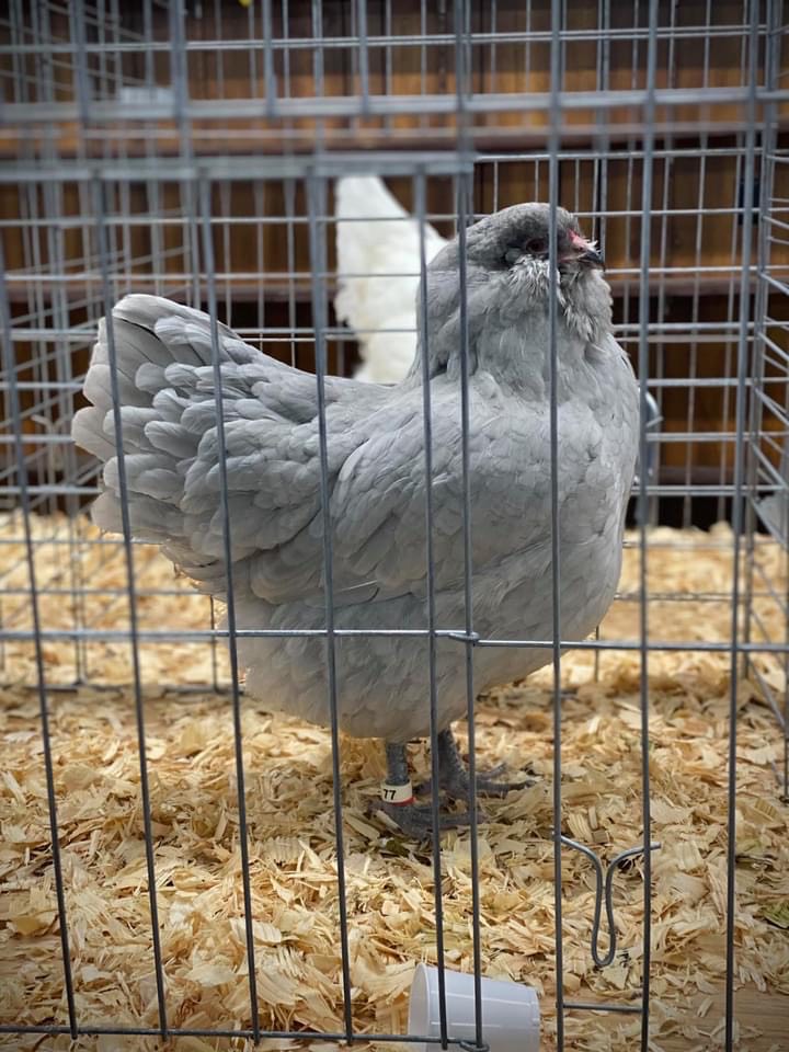 blue gene
