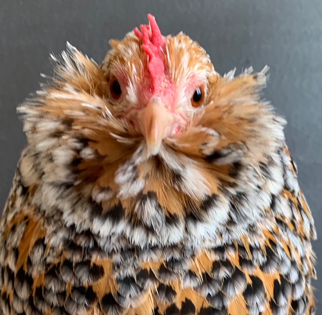 conditioning show bird