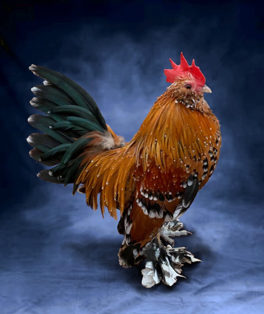 grooming poultry, conditioning poultry,
