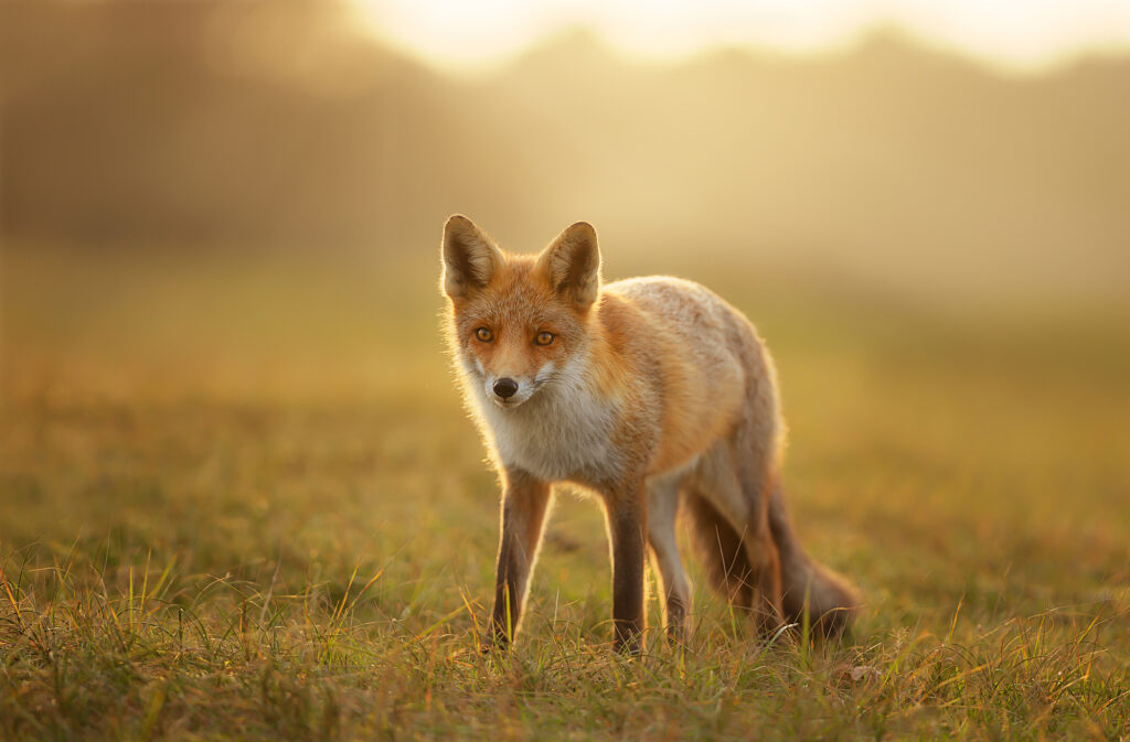 red fox