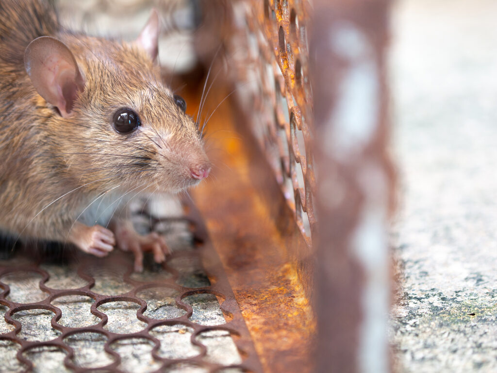 rats and poultry