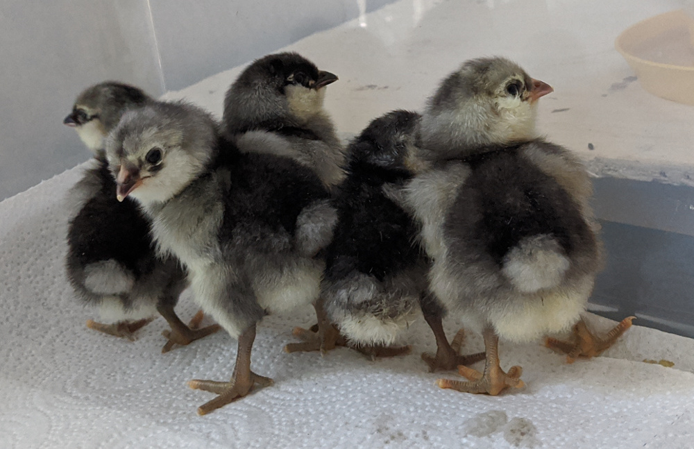 sourcing quality poultry