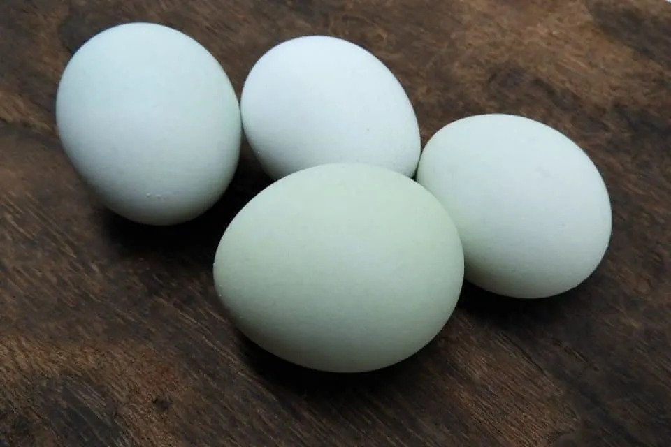 blue eggshell