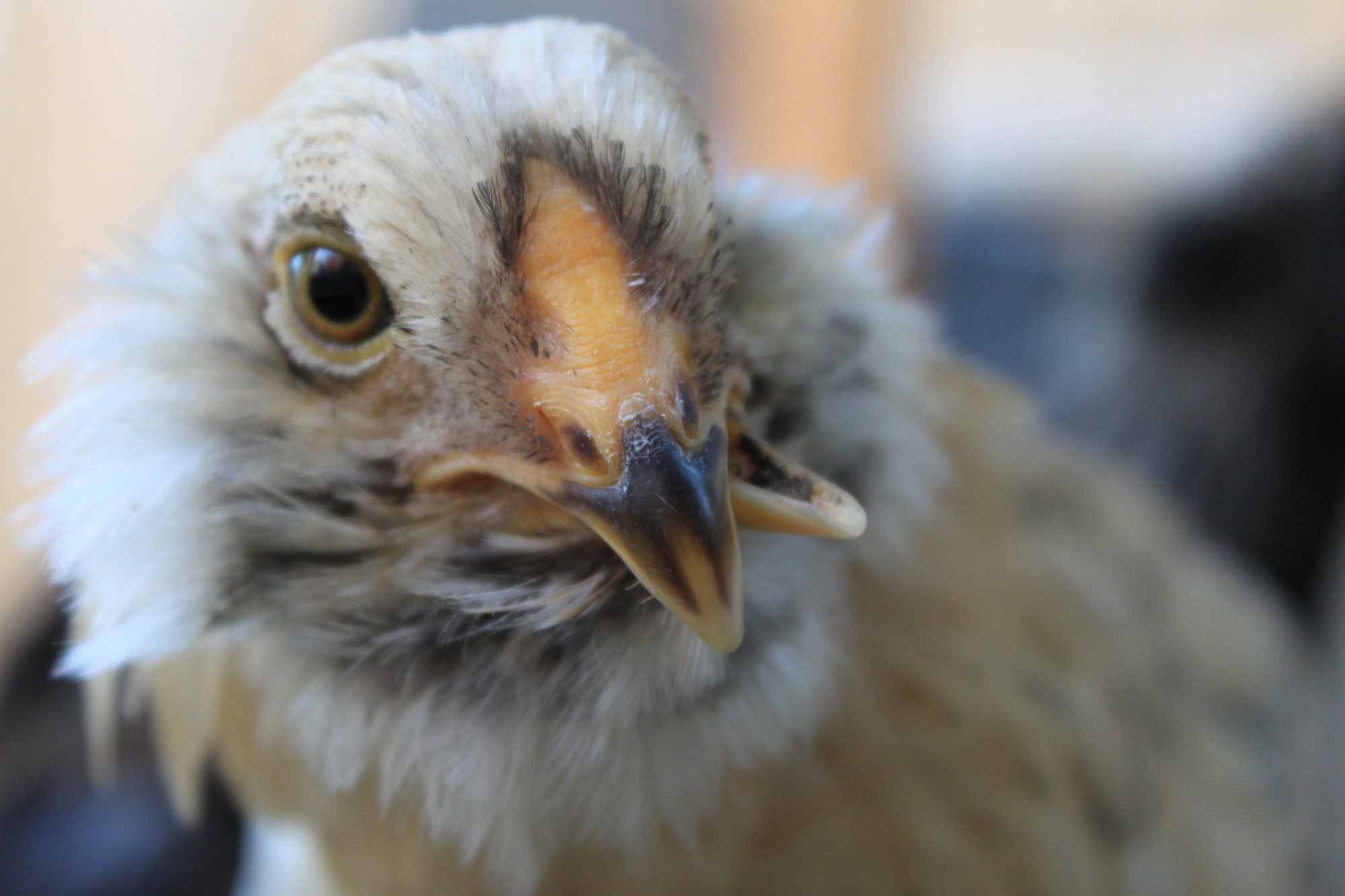 cross beak