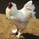 White Langshan