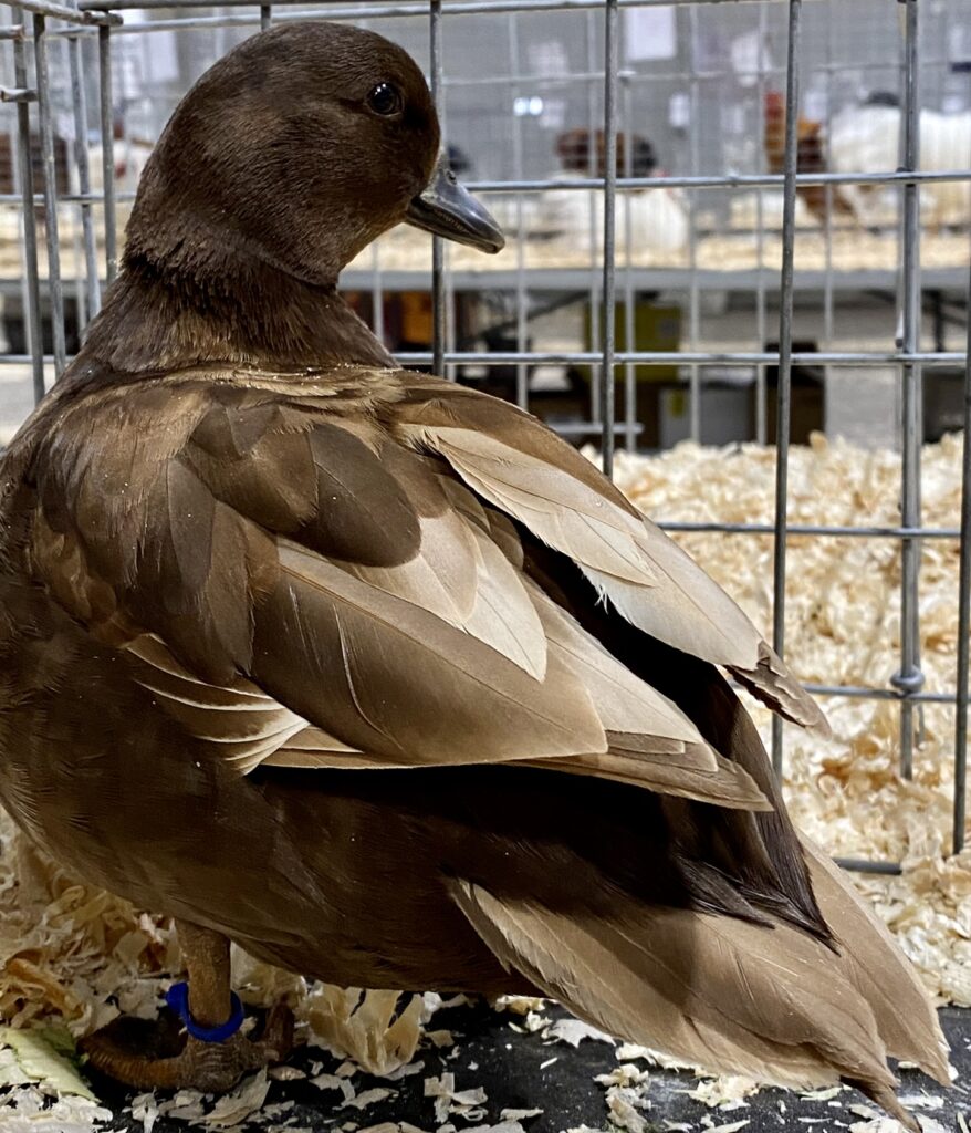 chocolate call duck, poultry exhibitors