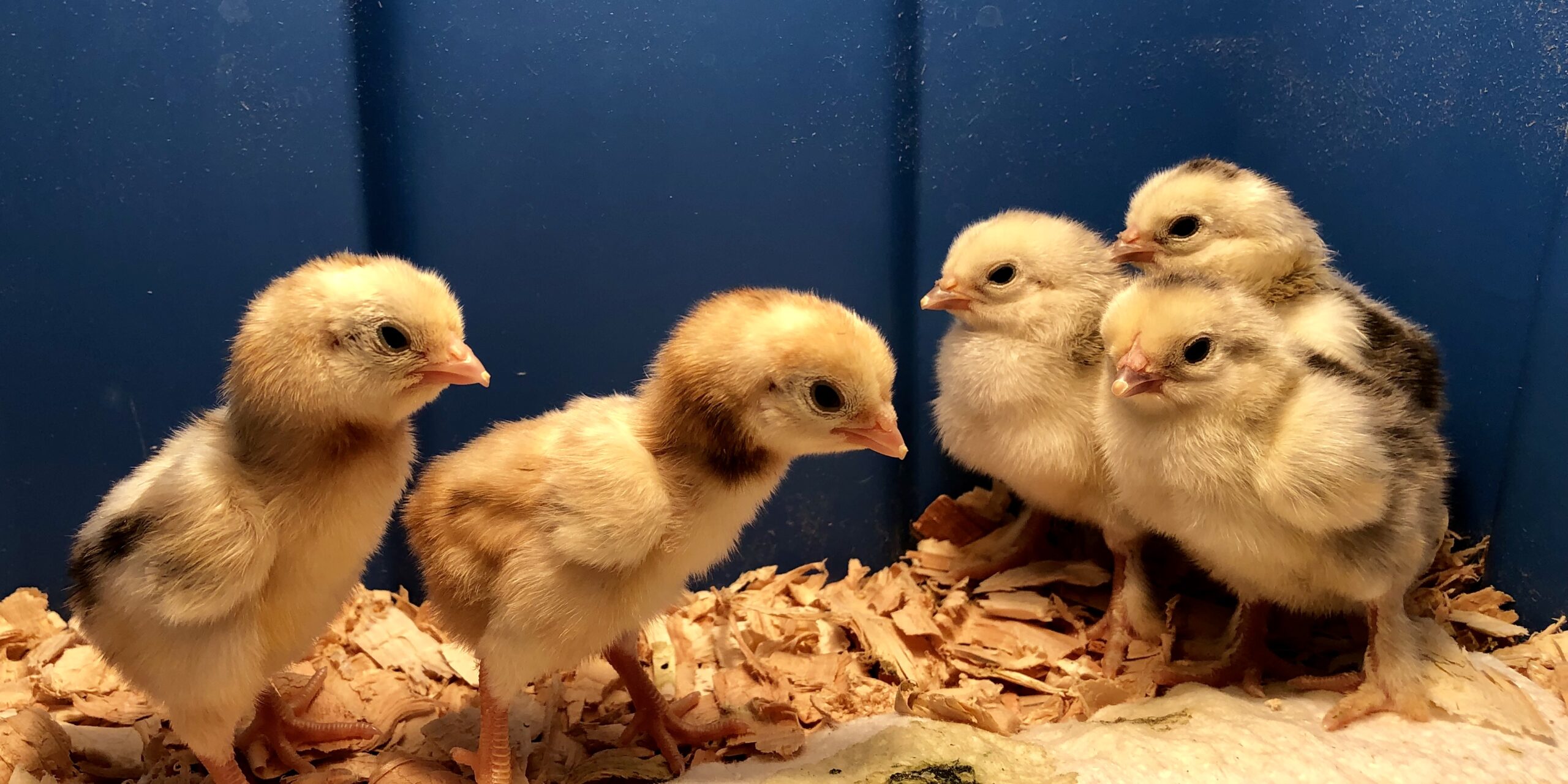 brahma chicks, cornish chicks, incubator tips