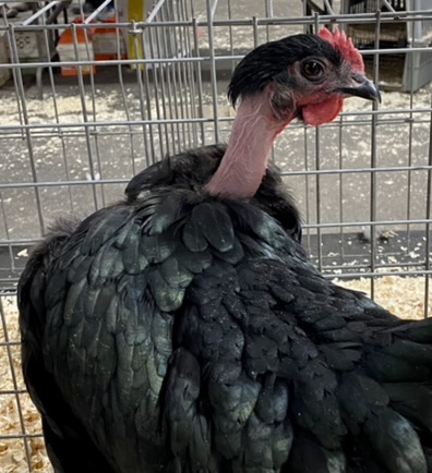 licensed judge, naked neck chicken