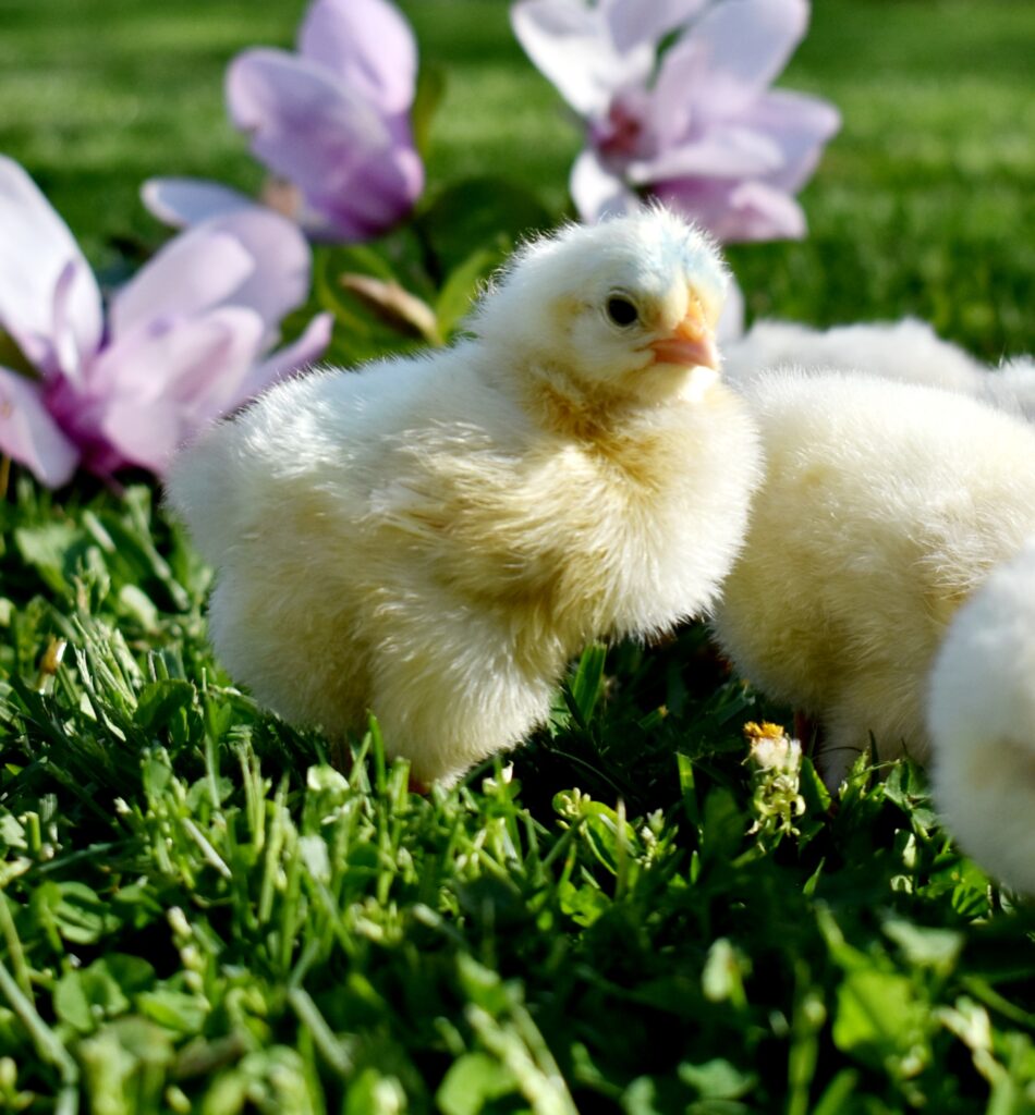 identifying healthy chicks