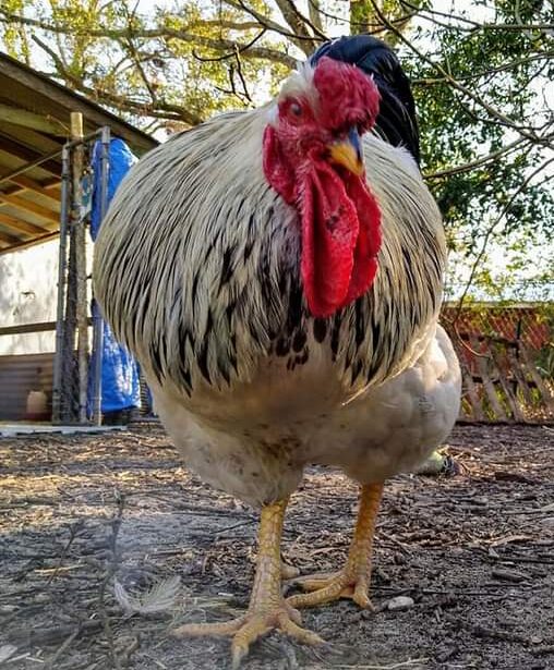 columbian wyandottes