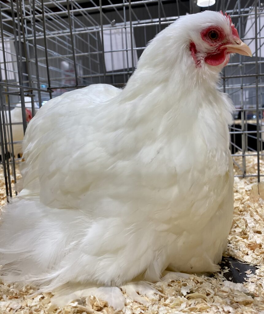 white cochin, breeders auction