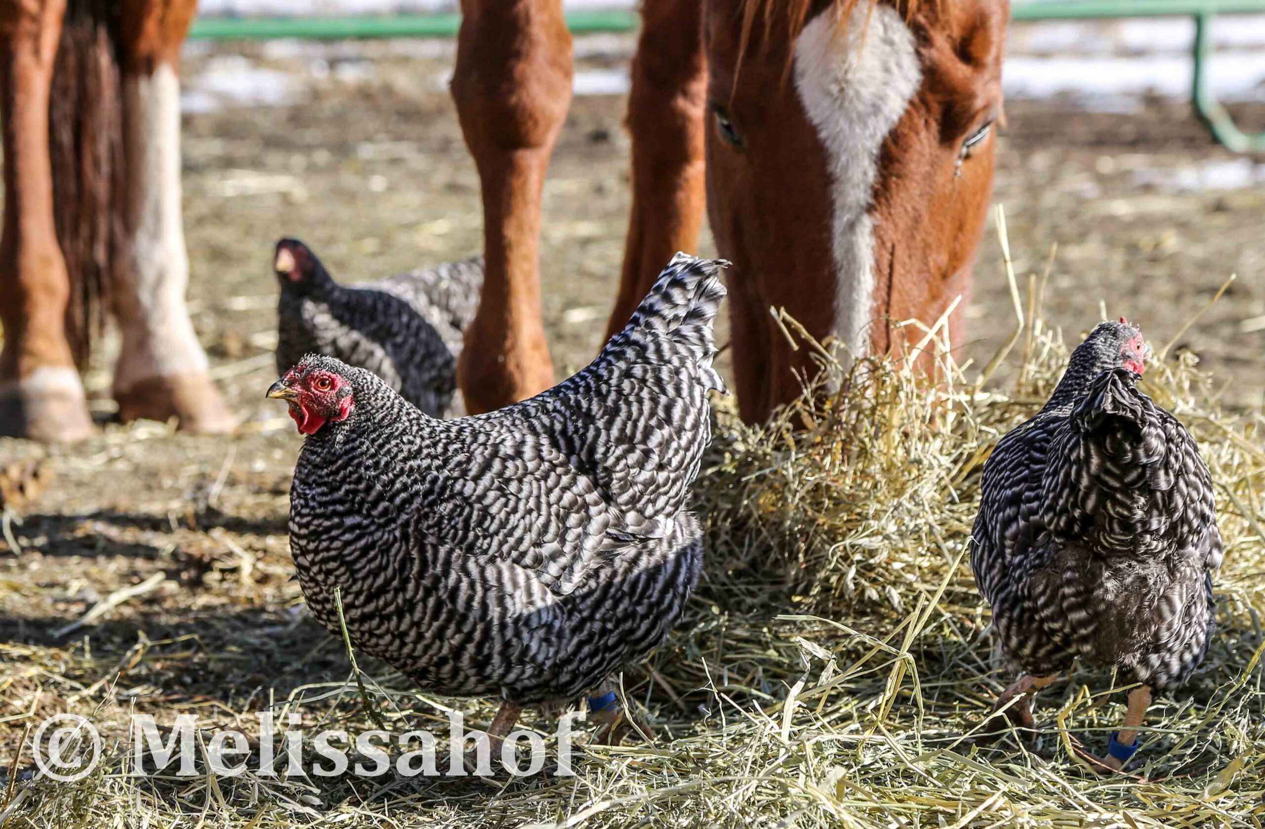 joy of poultry