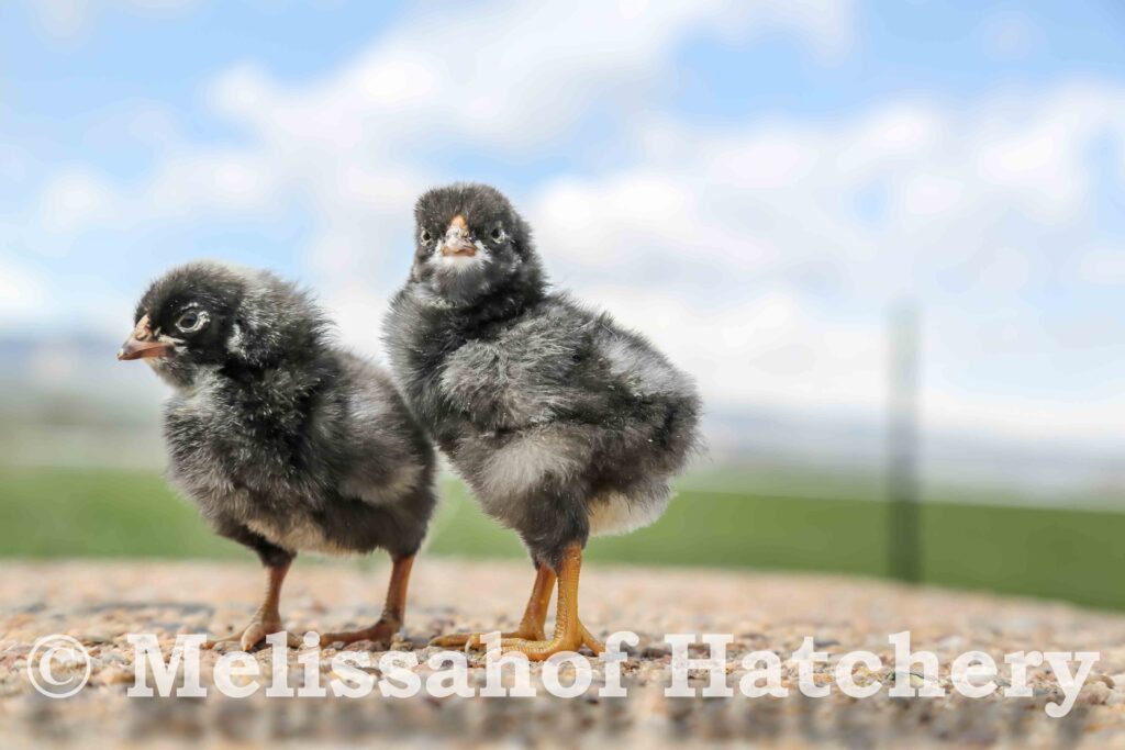 joy of poultry, dominique chicks