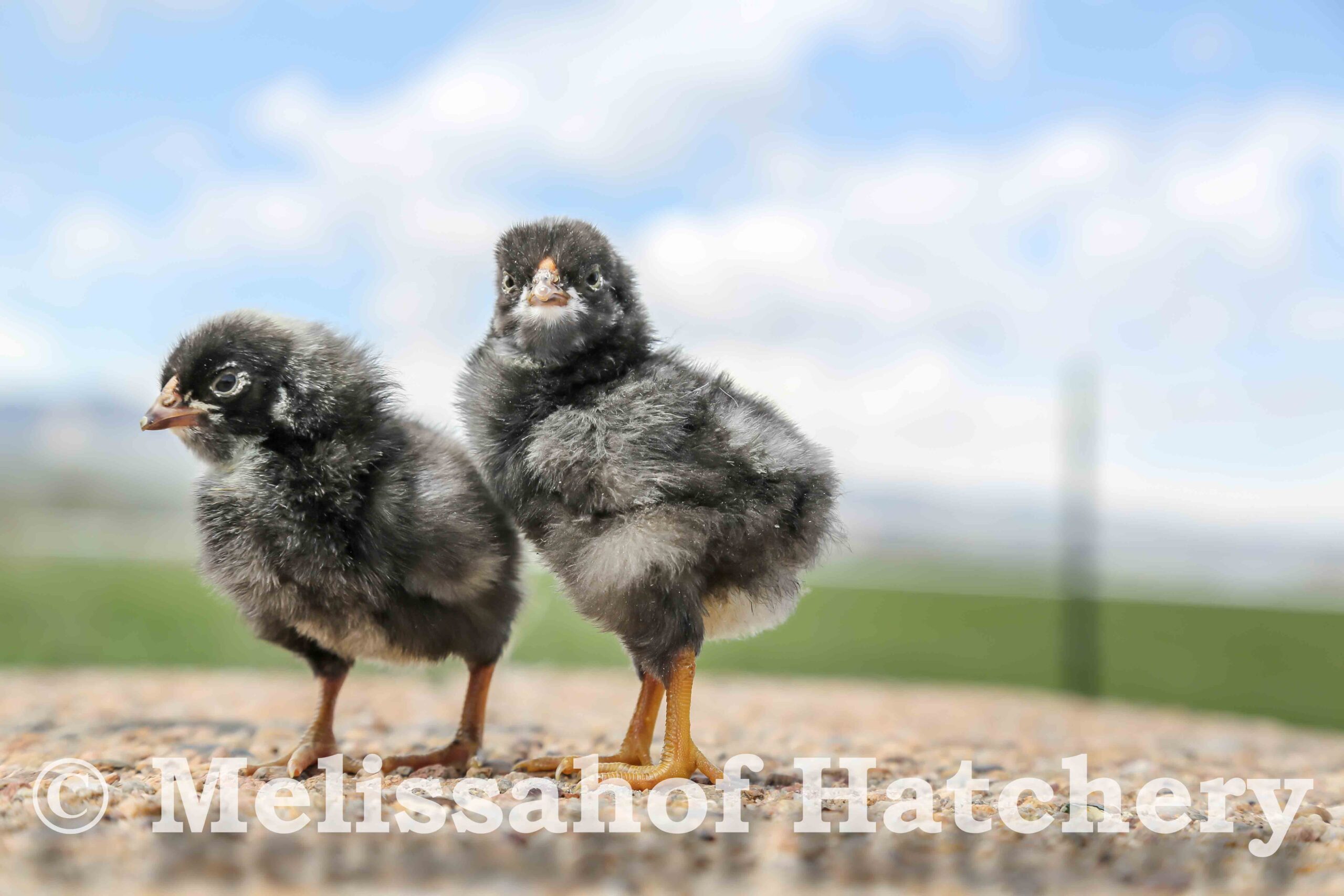 joy of poultry, dominique chicks