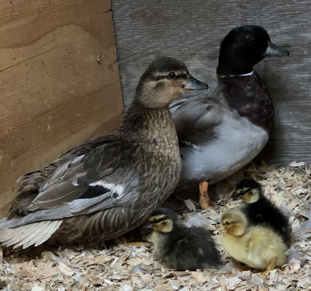 conditioning bantam ducks, call ducks