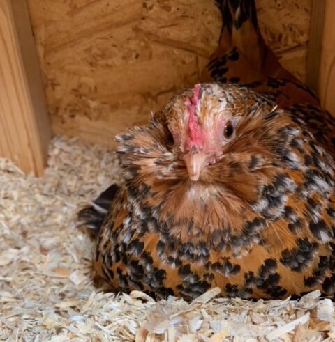 storing eggs