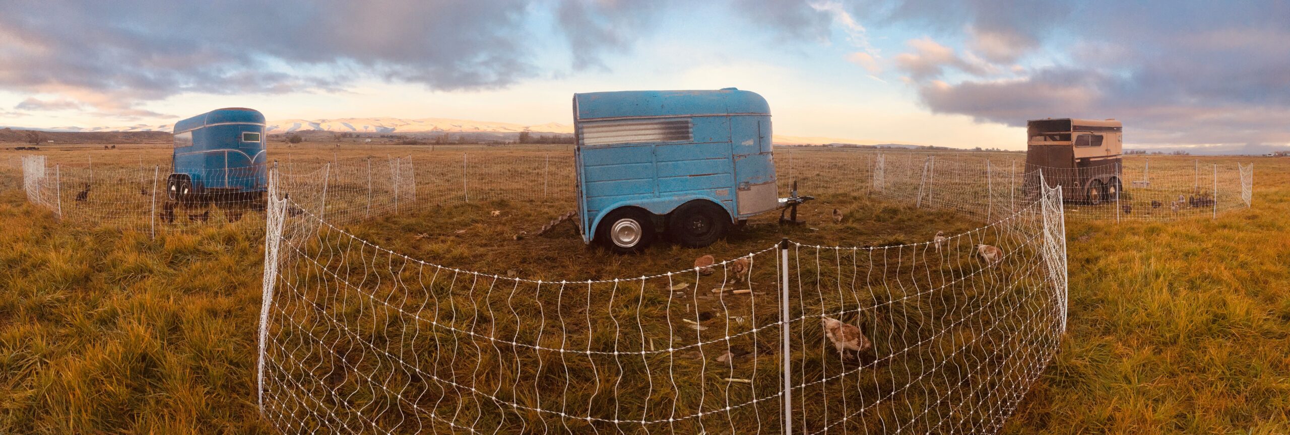 trailer coop