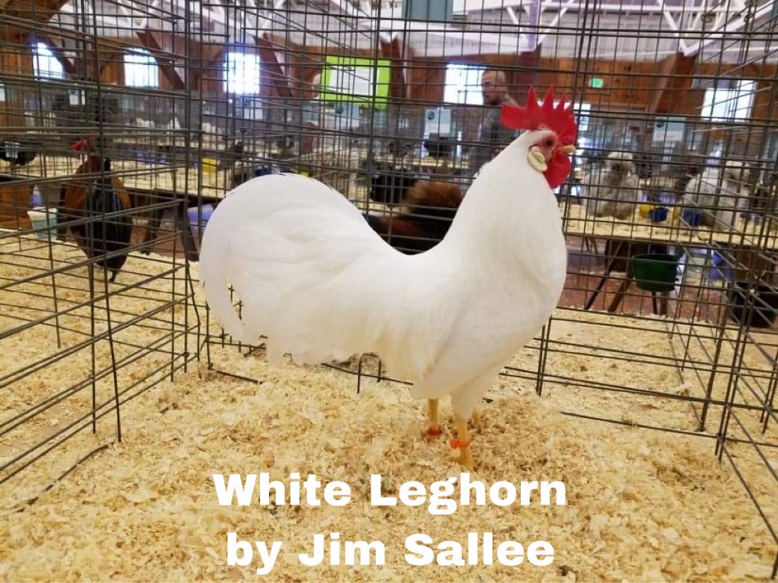 dominant white, leghorn
