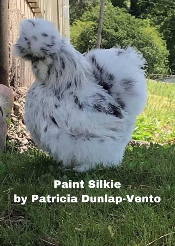 dominat white, silkie