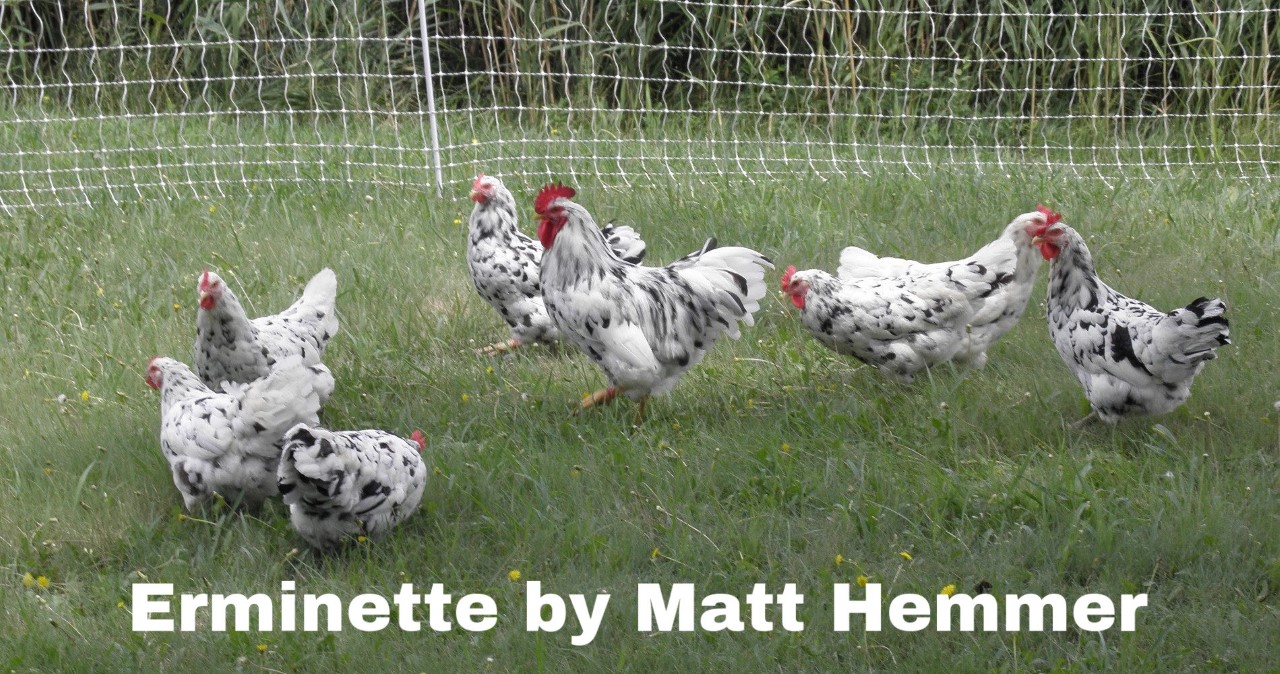 erminette, dominant white