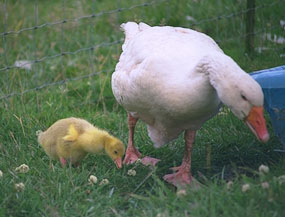 feeding waterfowl