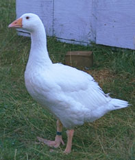 feeding waterfowl
