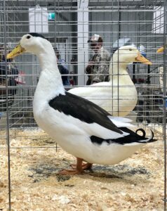 magpie duck