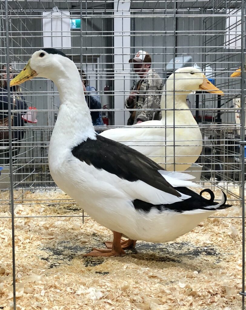magpie duck