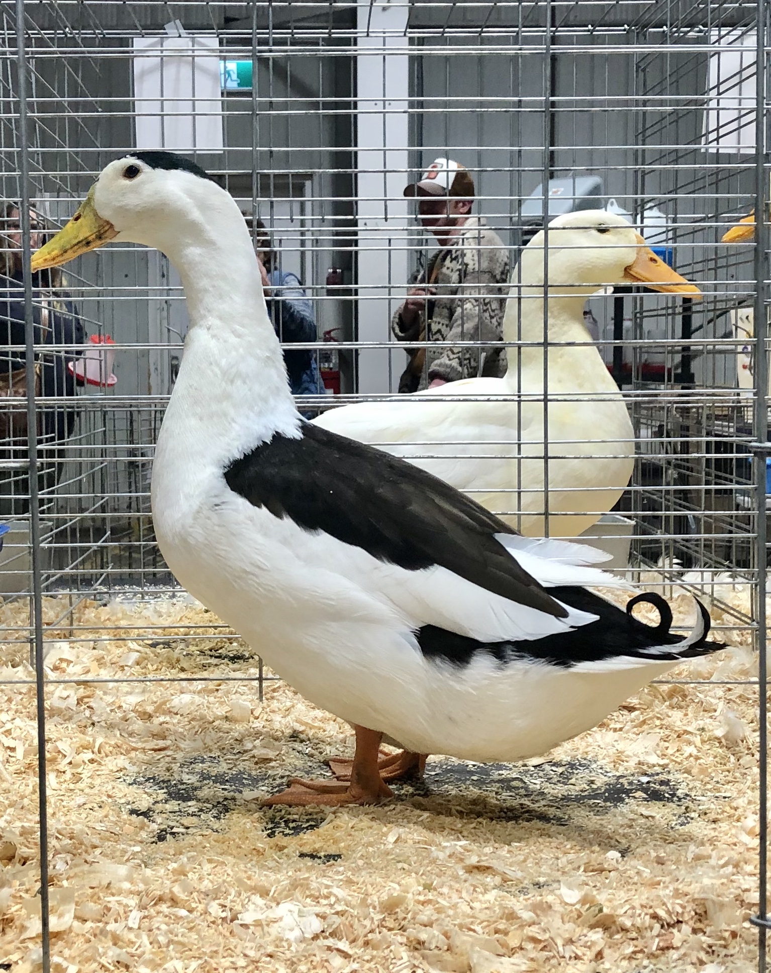 magpie duck
