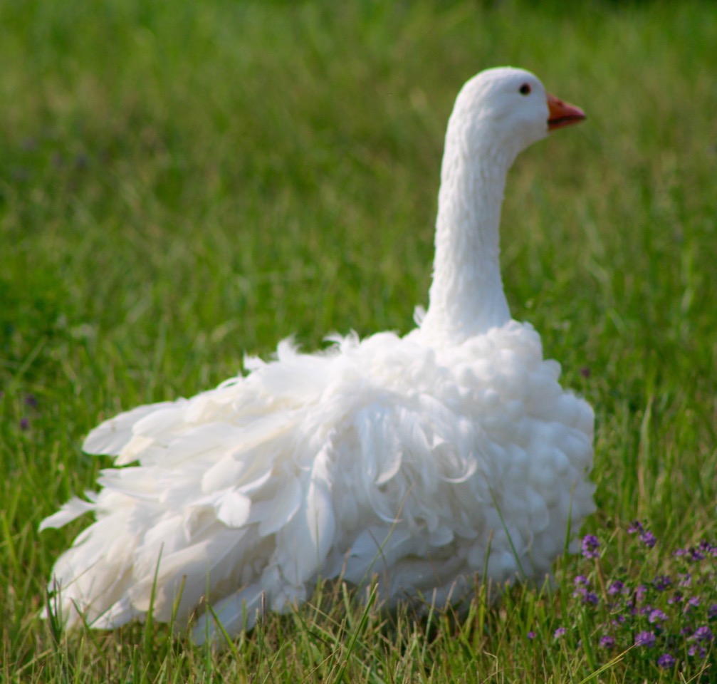 waterfowl, sebastopol goose