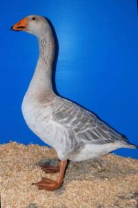 steinbacher goose