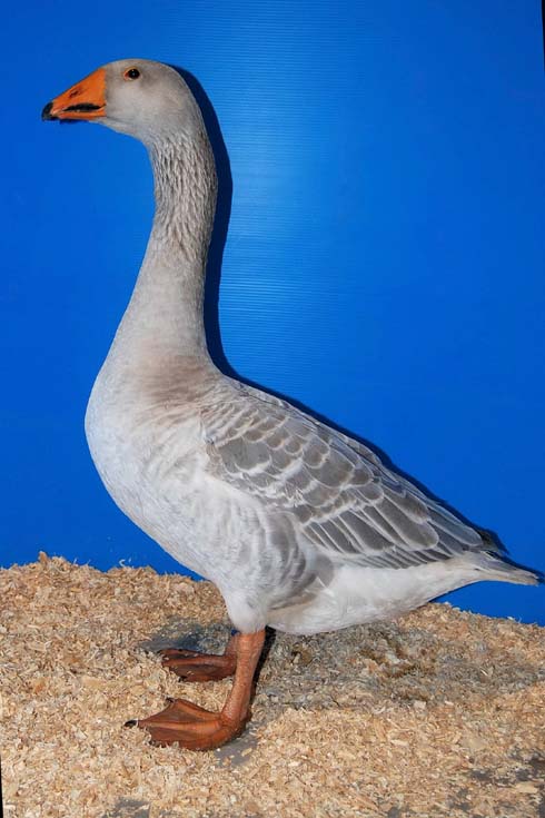 steinbacher goose