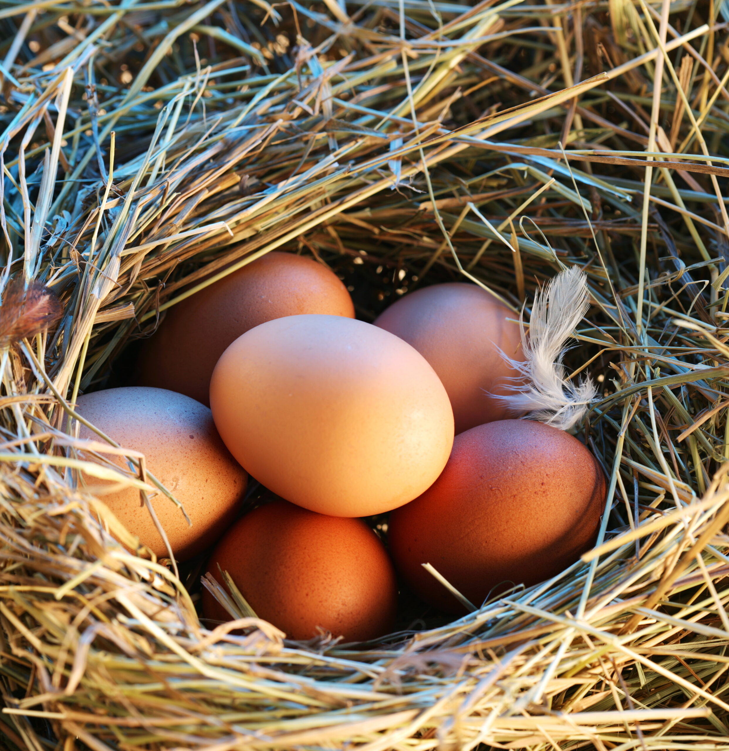 treatment of hatching eggs