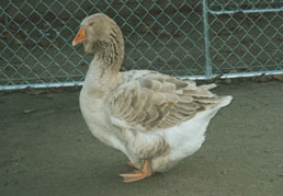 toulouse goose
