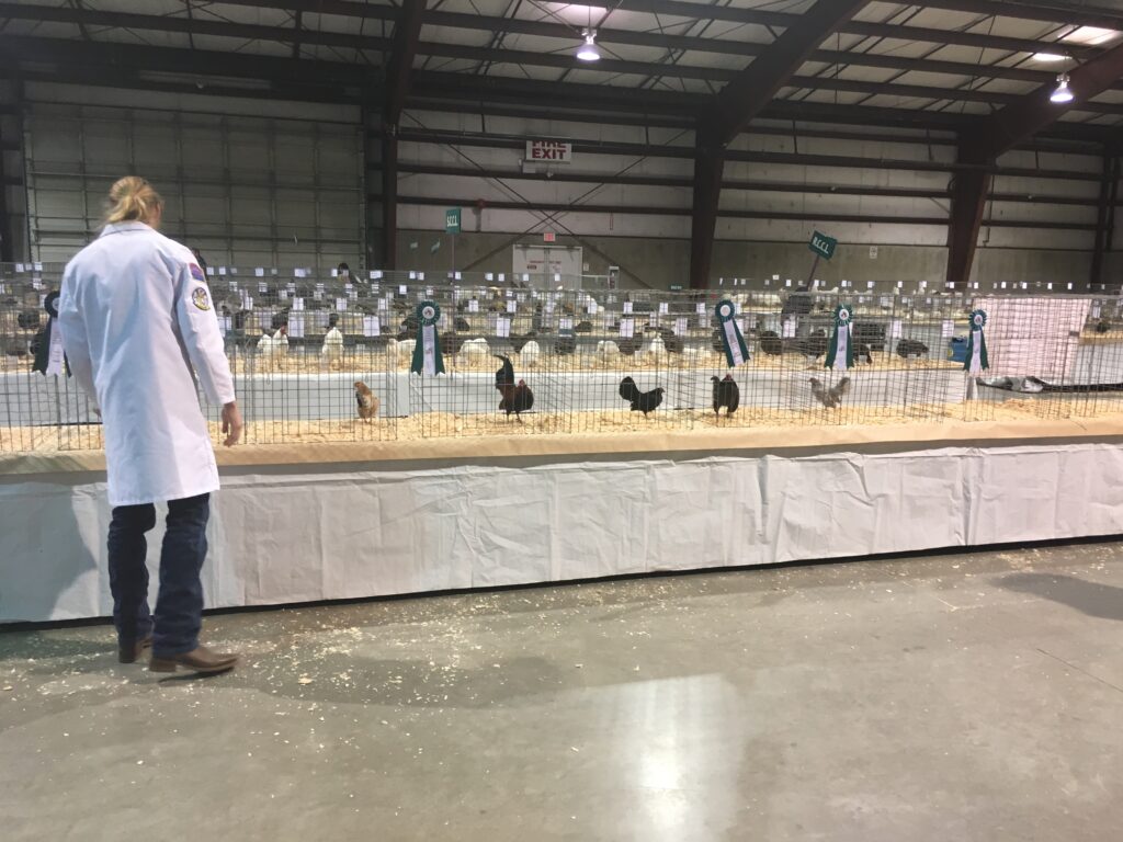 judging, poultry experience