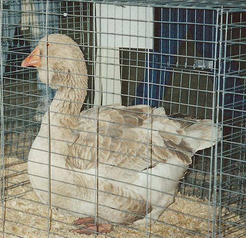 toulouse goose