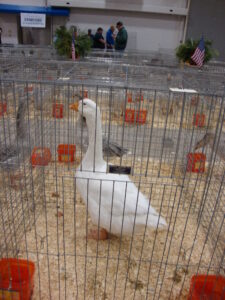 embden, Dominant Breeds of Geese History