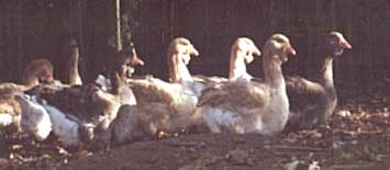 toulouse goose