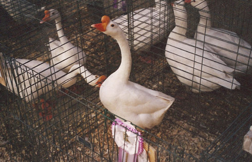 sexing geese