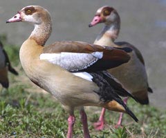 egyptian goose