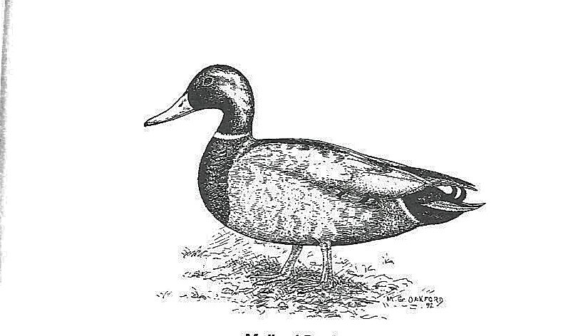 mallard ducks