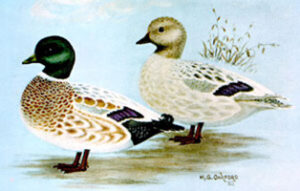 snowy call duck
