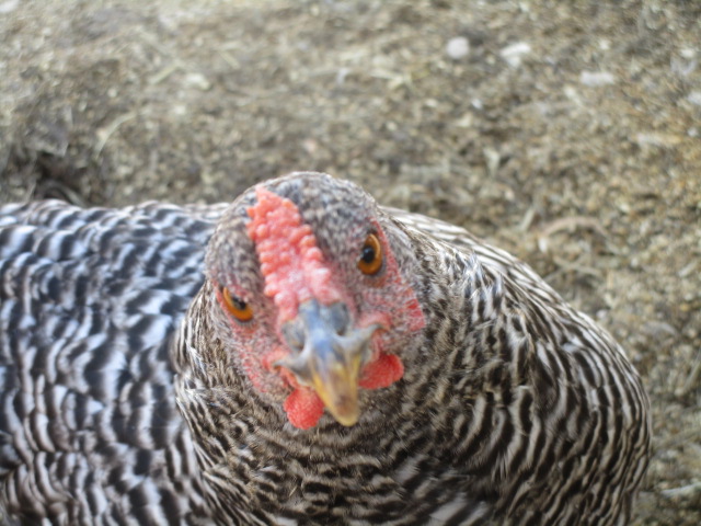 chicken