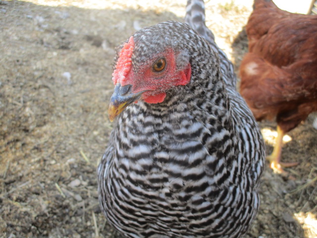dominique chicken