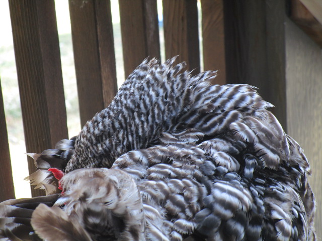 dominique chicken
