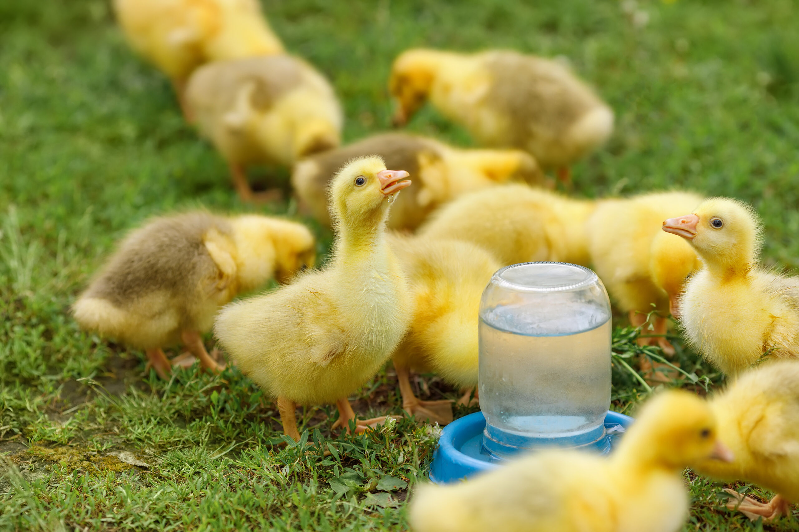 feed and water management